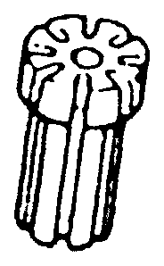 Nadelklemmschraube für White – 11529